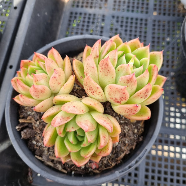 *GLGhybrid(2-73) Echeveria Agavoides hybrid 东云杂