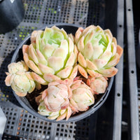 *GLGhybrid(2-79) Echeveria Raspberry ice hybrid 冰莓杂