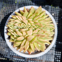 *GLGhybrid(2-84) Echeveria Agavoides hybrid crested 东云杂缀化