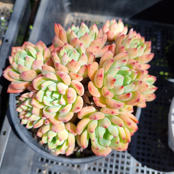 *GLGhybrid (2-87) Echeveria Sierra Hybrid 爱斯诺杂