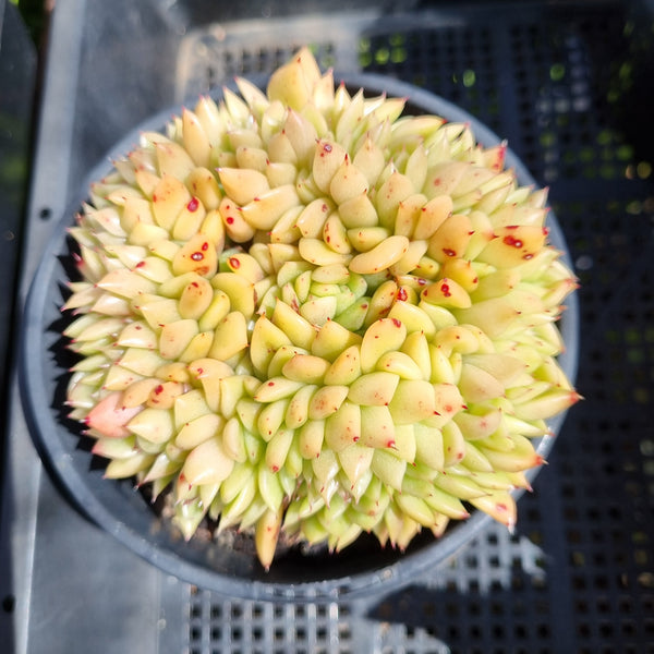 *GLGhybrid (2-90) Echeveria Agavoides hybrid crested 东云杂缀化