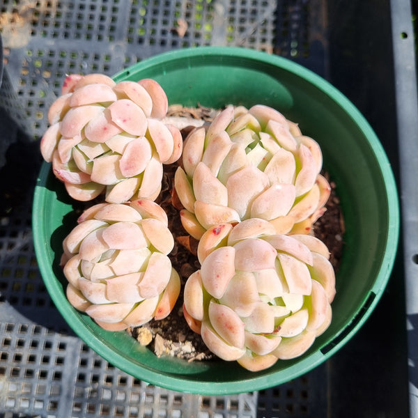 *GLGhybrid (2-94) Echeveria Raspberry ice hybrid 冰莓杂