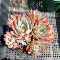 *GLGhybrid (2-96) Echeveria Puebla hybrid 普埃布拉杂