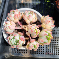 *GLGhybrid (2-101) Echeveria Ballsii Hybrid 灰姑娘杂