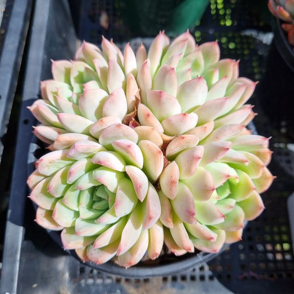 *GLGhybrid (2-105) Echeveria Derenbergii hybrid 船长杂