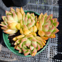 *GLGhybrid (2-112) Echeveria Agavoides hybrid 东云杂