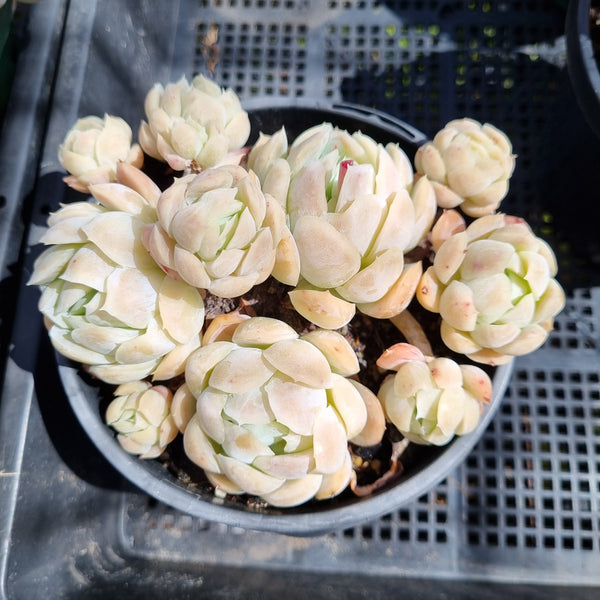 *GLGhybrid(2-118) Echeveria Mexican Snowball hybrid 墨西哥雪球杂