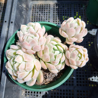 *GLGhybrid(2-119) Echeveria Mexican Snowball hybrid 墨西哥雪球杂