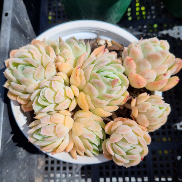 *GLGhybrid(2-121)  Echeveria Raspberry ice hybrid 冰莓杂