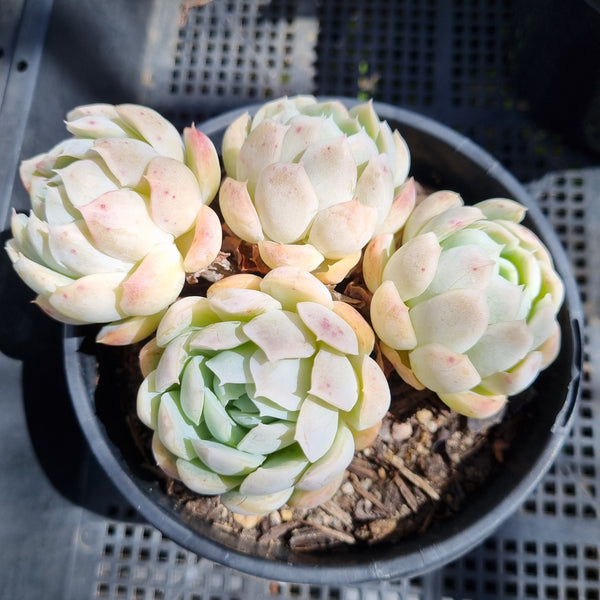 *GLGhybrid(2-131) Echeveria Raspberry ice hybrid 冰莓杂