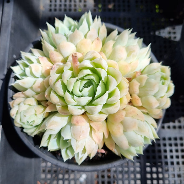 *GLGhybrid(2-132) Echeveria Elegans 'Alba' X Mexico Minima 白月影杂墨姬