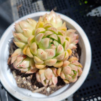 *GLGhybrid(2-138) Echeveria Mexico Minima X Agavoides 墨姬杂东云