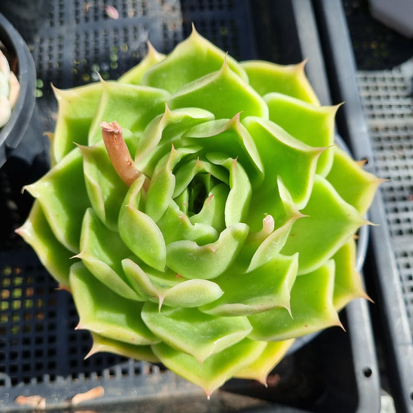 *GLGhybrid(2-142) Echeveria agavoides Ebony hybrid 乌木杂