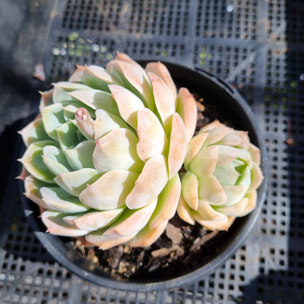 *GLGhybrid(2-149) Echeveria Elegans 'Alba' hybrid 白月影杂