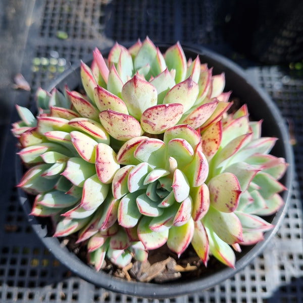 *GLGhybrid(2-150) Echeveria Ballsii Hybrid 灰姑娘杂