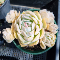 *GLGhybrid(2-154) Echeveria Mexican Snowball hybrid 墨西哥雪球杂