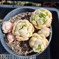 *GLGhybrid(2-165) Echeveria Raspberry ice hybrid 冰莓杂