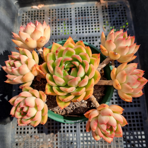 *GLGhybrid(2-202) Echeveria Agavoides hybrid 东云杂