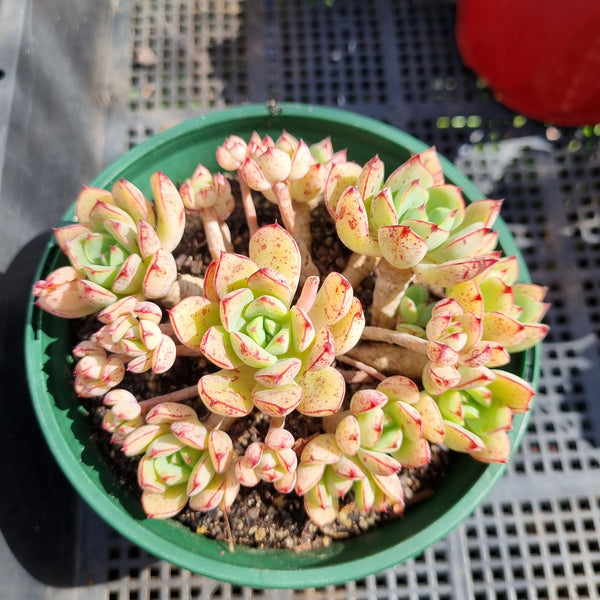 *GLGhybrid(2-212)  Echeveria Ballsii hybrid 灰姑娘杂