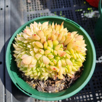 *GLGhybrid(2-218)  Echeveria Agavoides hybrid crested 东云杂缀化