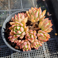 *GLGhybrid(2-226)  Echeveria Ballsii hybrid 灰姑娘杂