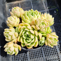 *GLGhybrid(2-231)Echeveria Agavoides hybrid 冬云杂