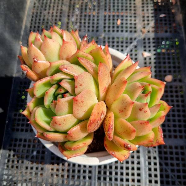 *GLGhybrid(2-233) Echeveria agavoides Frank Reinelt hybrid 弗兰克杂