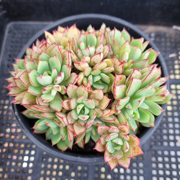 *GLGhybrid(2-235)  Echeveria Ballsii hybrid 灰姑娘杂