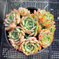 *GLGhybrid(2-238) Echeveria Sierra X Echeveria Ballsii 爱斯诺杂灰姑娘