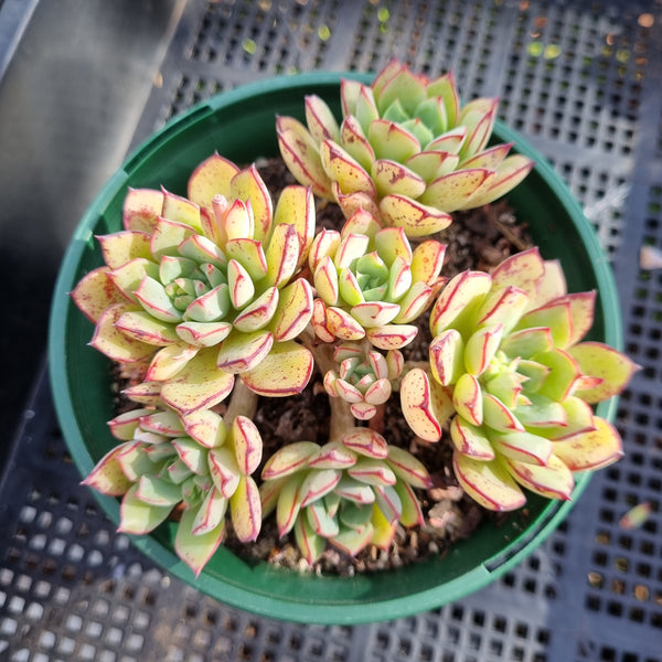 *GLGhybrid(2-239)  Echeveria Ballsii hybrid 灰姑娘杂