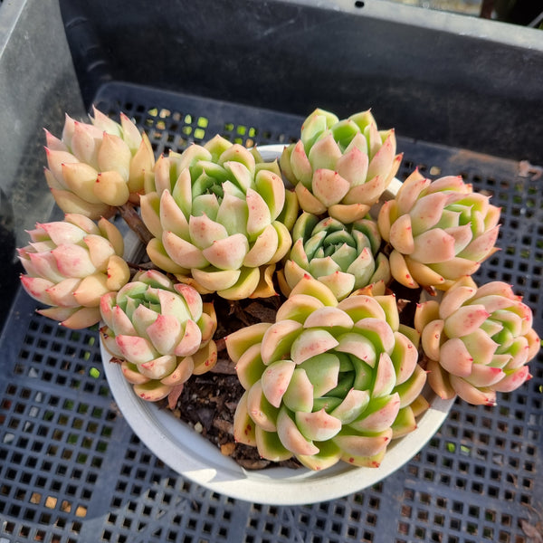 *GLGhybrid(2-250)Echeveria Agavoides hybrid 冬云杂