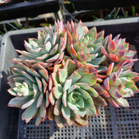 *GLGhybrid(2-251) Echeveria Puebla hybrid 普埃布拉杂