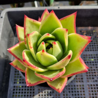 *GLGhybrid (2-256) Echeveria agavoides Ebony hybrid 乌木杂