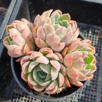 *GLGhybrid(2-278) Echeveria Mexico Minima hybrid 墨姬杂