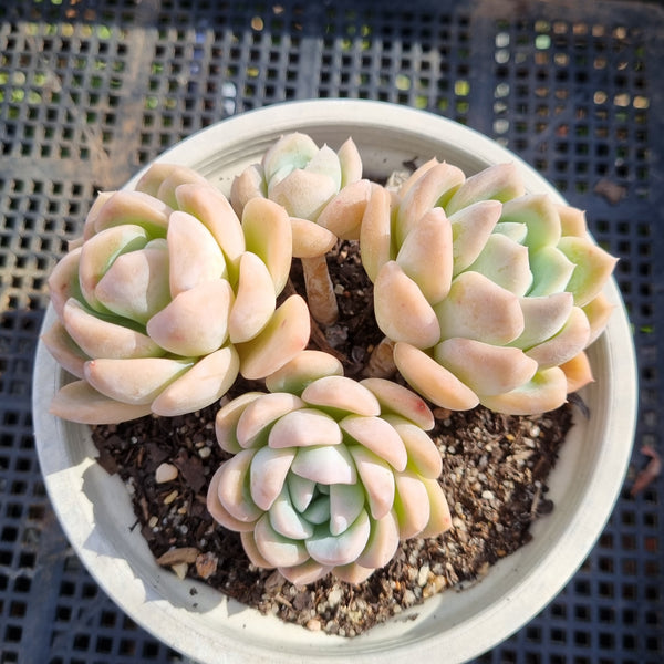 *GLGhybrid(2-280) Echeveria 'Beauty's silhouette' 丽影