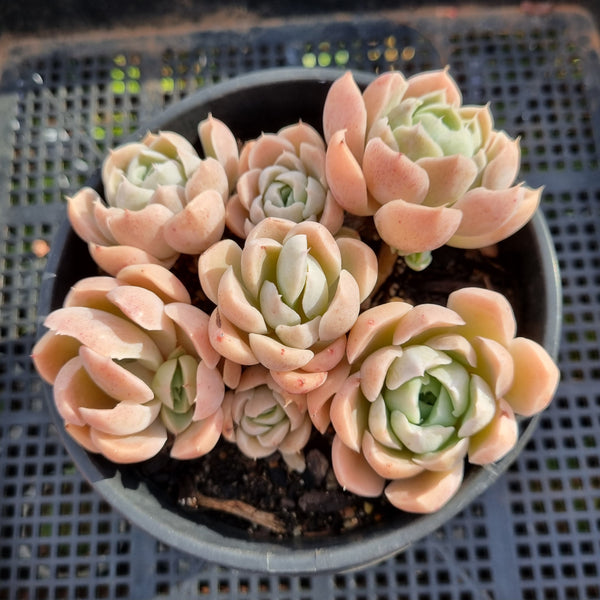 *GLGhybrid(2-293) Echeveria Mexican Snowball hybrid 墨西哥雪球杂