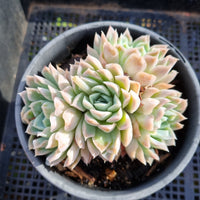 *GLGhybrid (2-294) Echeveria Gilo hybrid 财路杂