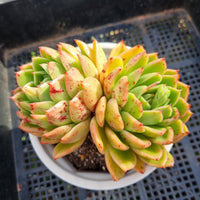 ＊GLGhybrid(2-296) Echeveria Agavoides sp 黄金雨杂