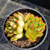 ＊GLGhybrid(2-299) Echeveria Agavoides sp 黄金雨杂