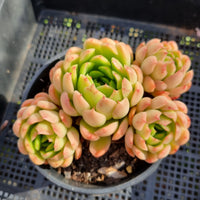 *GLGhybrid(2-300) Echeveria Schichi-kuksi hybrid