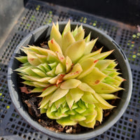 *GLGhybrid (2-303) Echeveria Agavoides hybrid crested 东云杂缀化