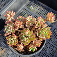 *GLGhybrid(2-307) Echeveria Ballsii hybrid 灰姑娘杂