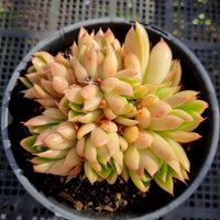 *GLGhybrid(2-315) Echeveria Agavoides hybrid 东云杂