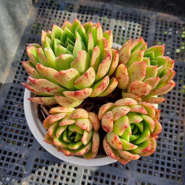 ＊GLGhybrid(2-318) Echeveria Agavoides sp 黄金雨杂