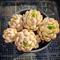 *GLGhybrid (2-319) Echeveria Iria hybrid 伊利亚杂