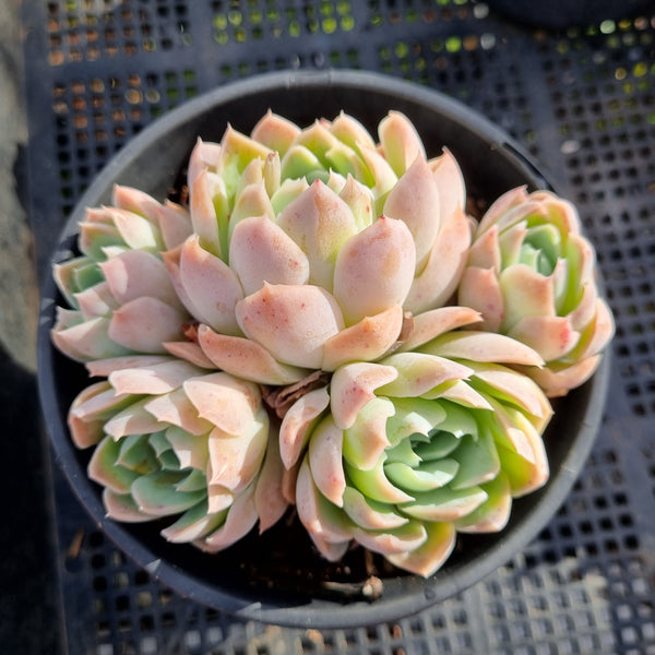 *GLGhybrid (2-320) Echeveria Mexican Snowball hybrid 墨西哥雪球杂