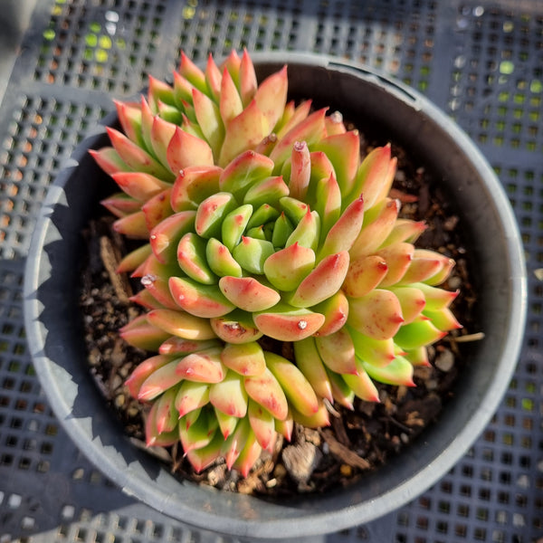 *GLGhybrid(2-321) Echeveria Agavoides hybrid 东云杂