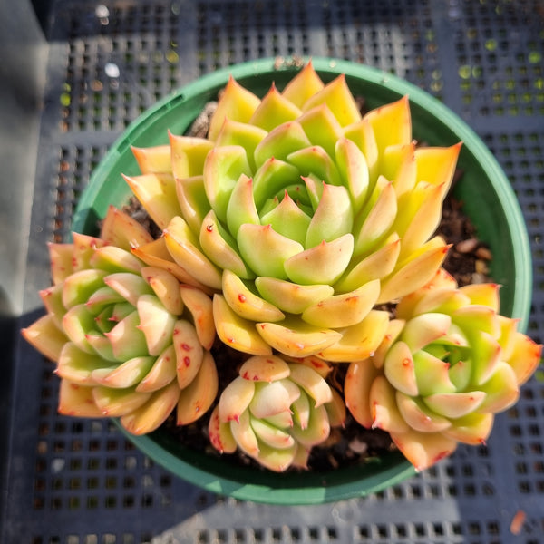 *GLGhybrid(2-324 Echeveria Agavoides hybrid 东云杂