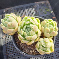 *GLGhybrid (2-326) Echeveria Mexican Snowball hybrid 墨西哥雪球杂