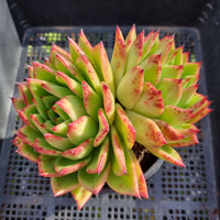 *GLGhybrid(2-336) Echeveria Agavoides Lipstick hybrid 口红杂